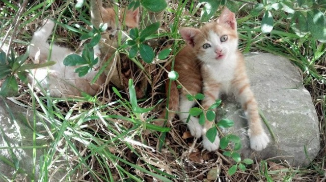 当足球铁蹄驶入F1赛道,卢卡库驾驶比利时战车,复刻西班牙硬仗意志力