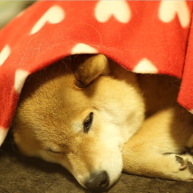 拉文存在感拉满撕裂防线,国王主场强势粉碎浙江队挑战